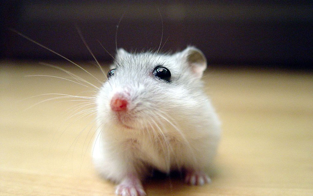 criceti siberiani