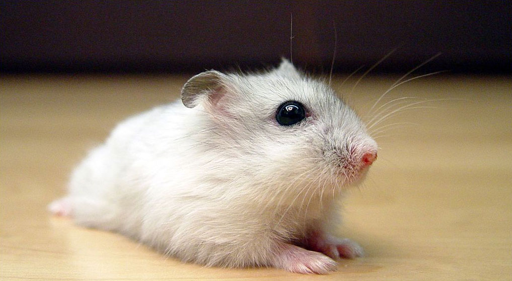 criceto siberiano