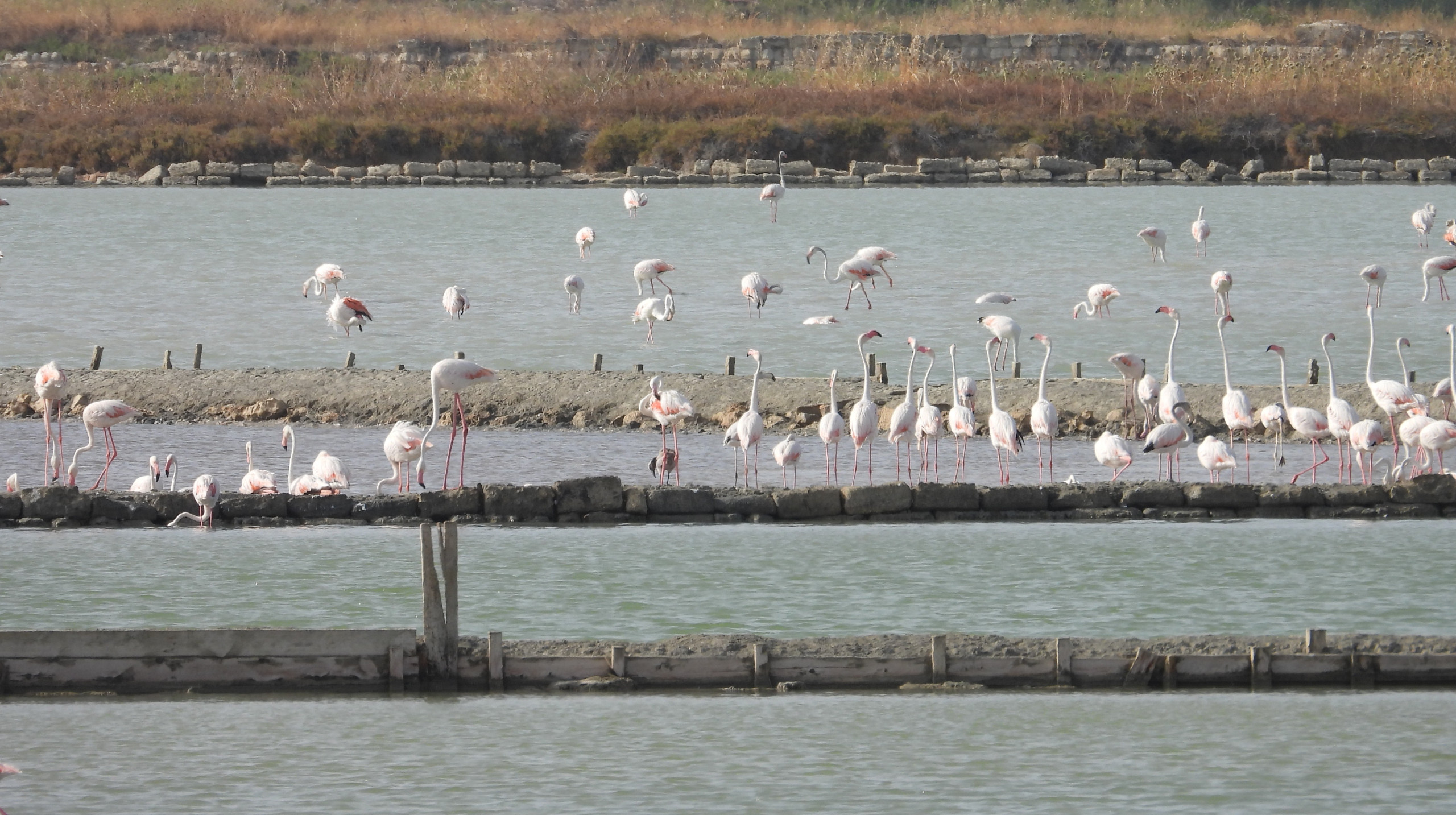 saline fenicotteri