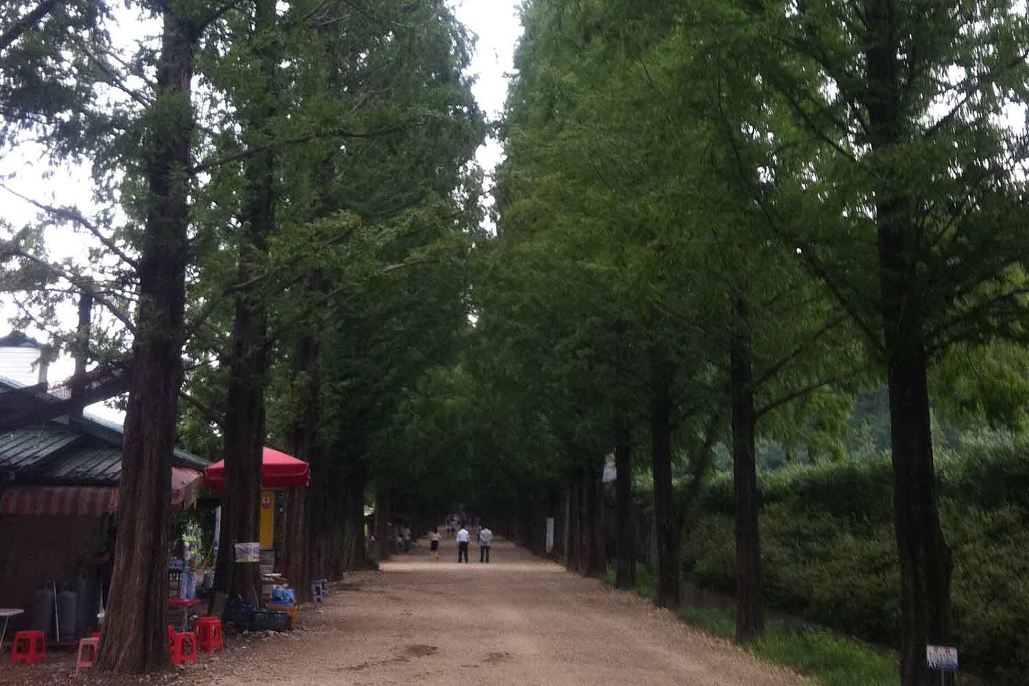 Damyang County foresta urbana Korea