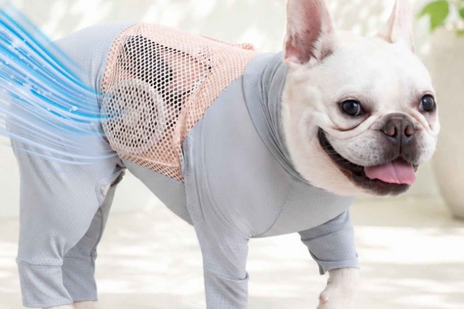 cool dog giubotto