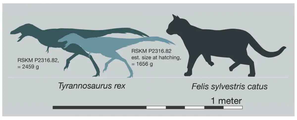 Confronto tra le dimensioni di un cucciolo di T. rex e quelle di un gatto domestico