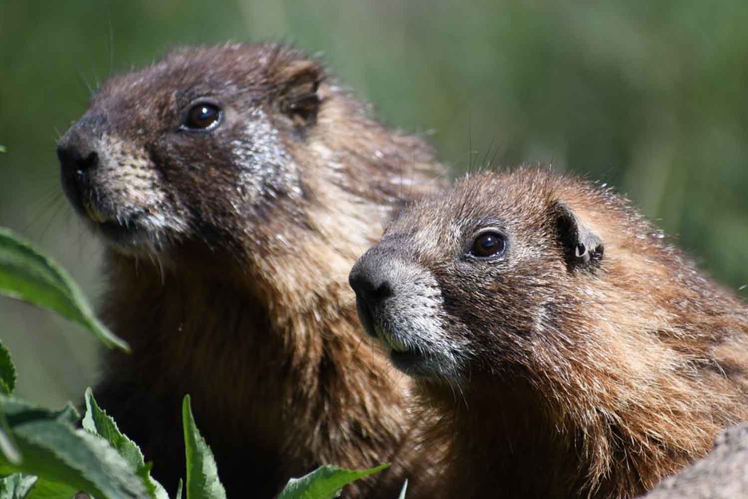 marmotte
