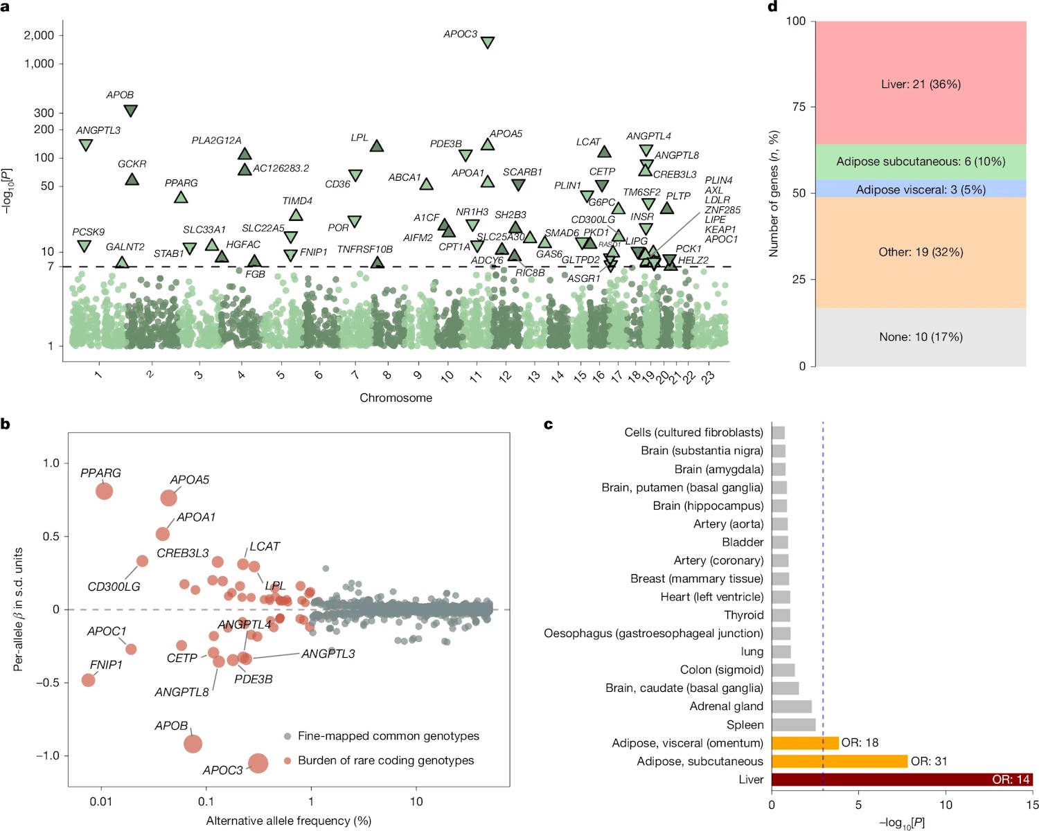 mutazione gene malattie cardiovascolari