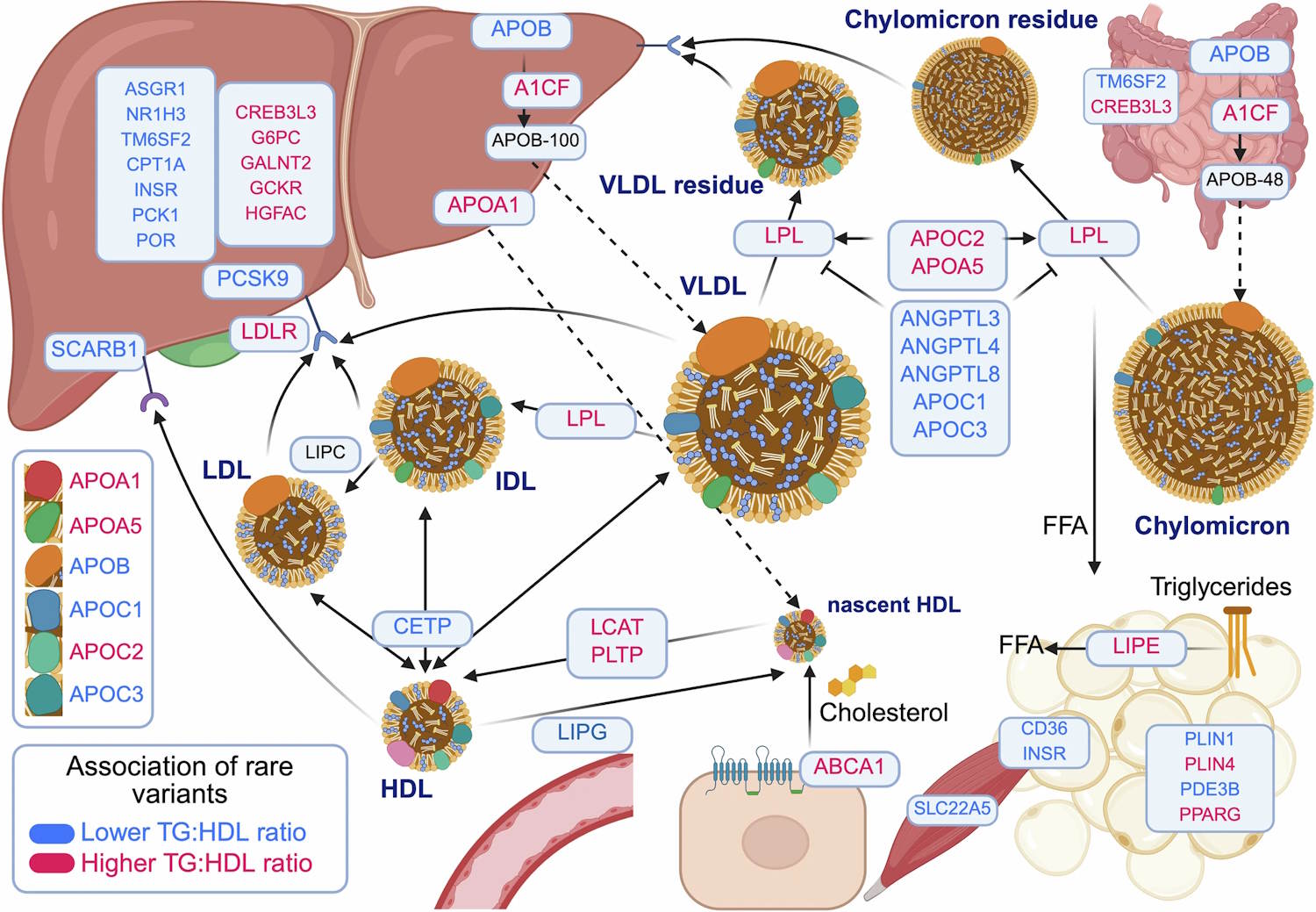 mutazione gene malattie cardiovascolari