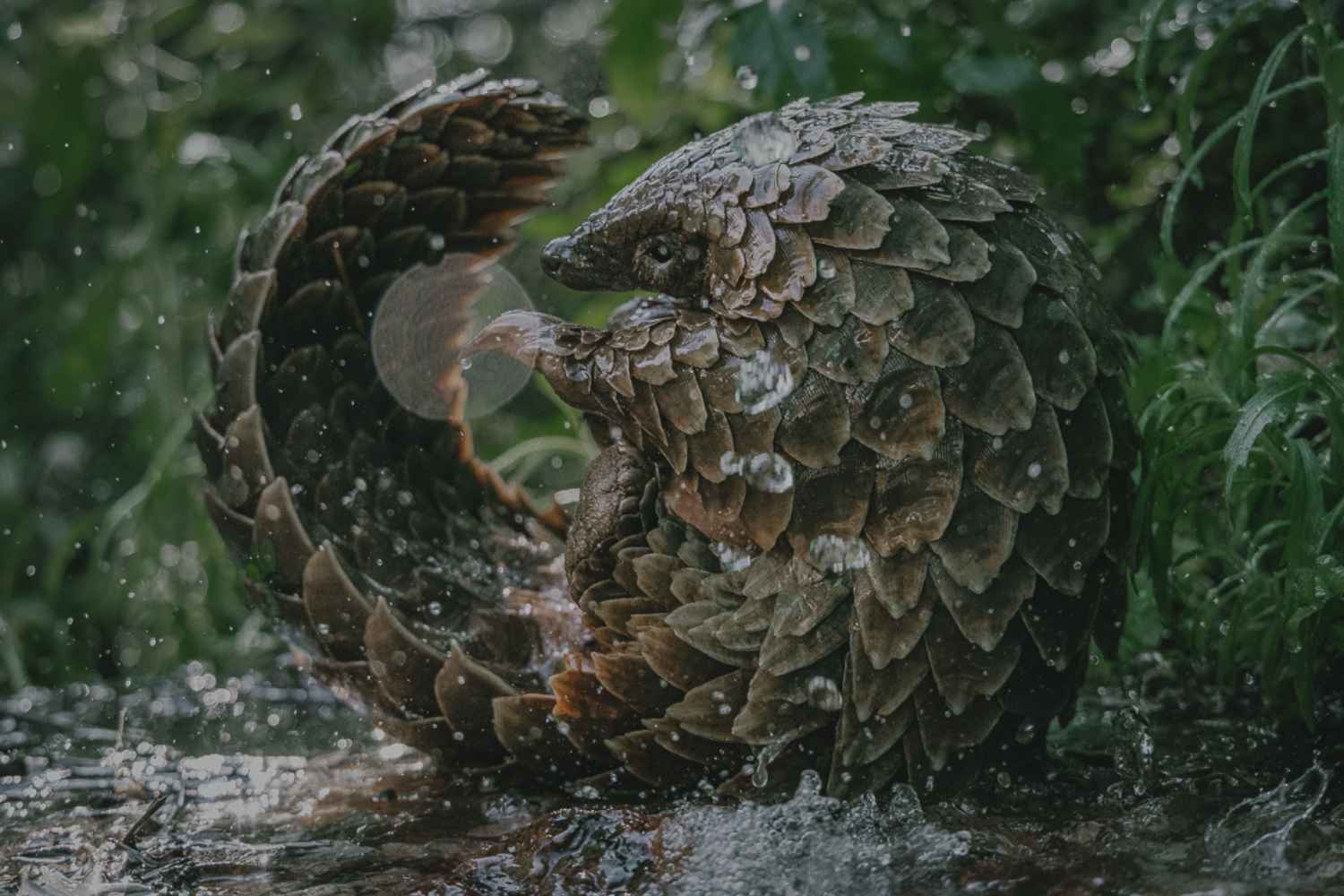 pangolin docufilm