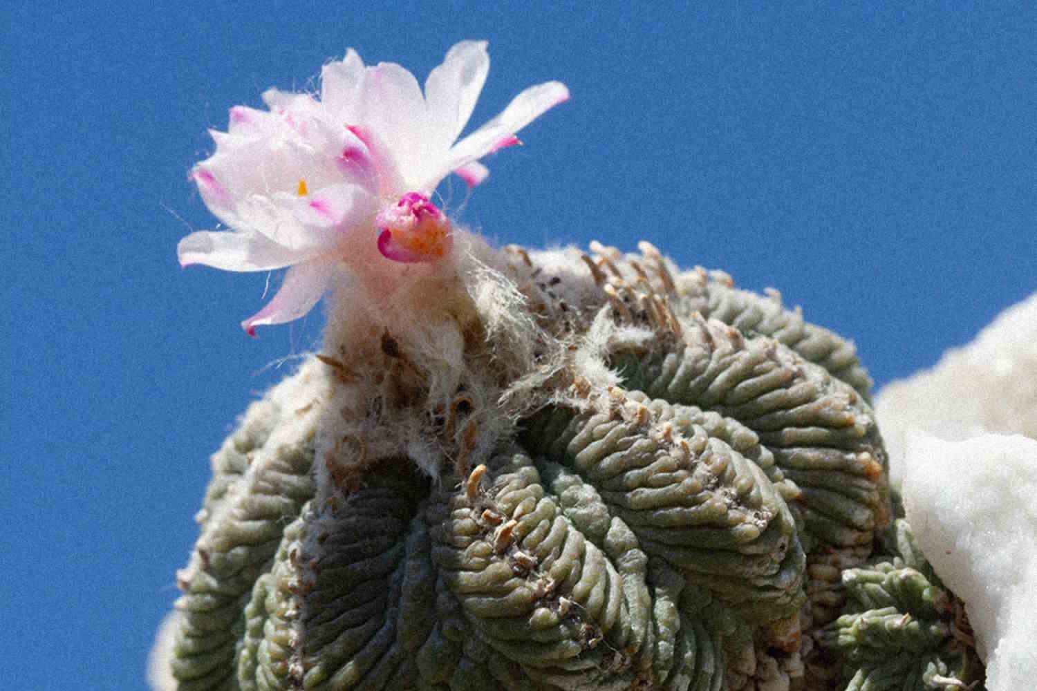 Aztekium ritteri_Mondocactus Andrea Cattabriga_nel mondo di Phantasos_Orticolario 2026