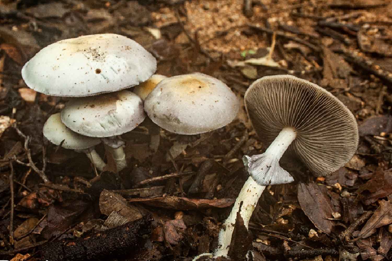 Psilocybe ochraceocentrata