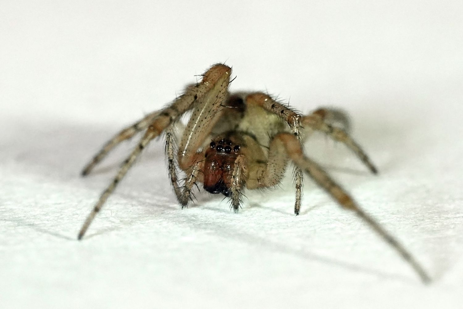 Tegenaria domestica