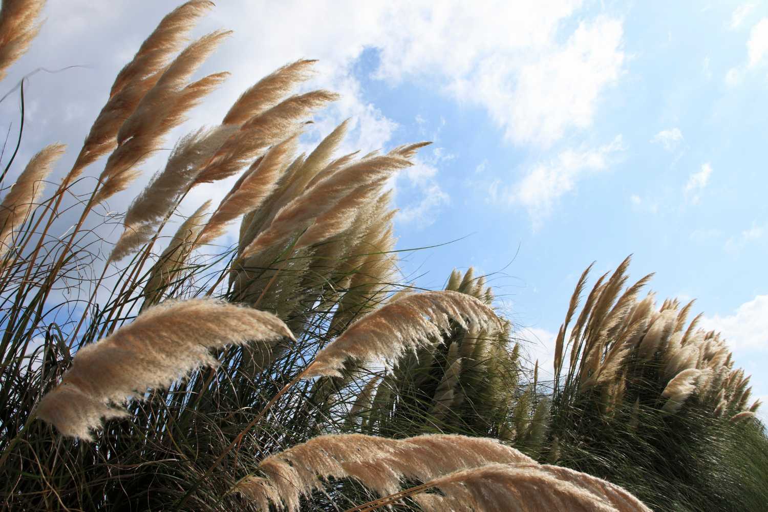 erba delle pampas 2