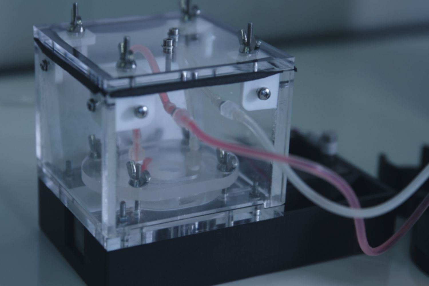 intestino laboratorio