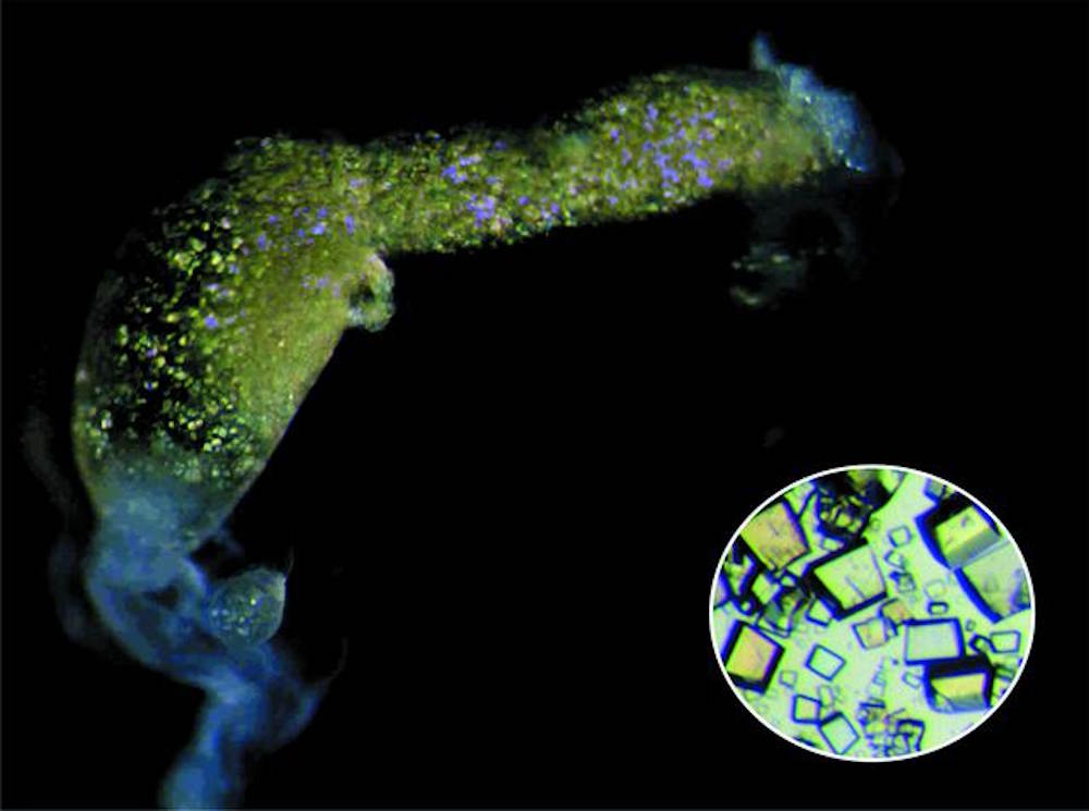 latte scarafaggio nutriente premio ignobel chimica