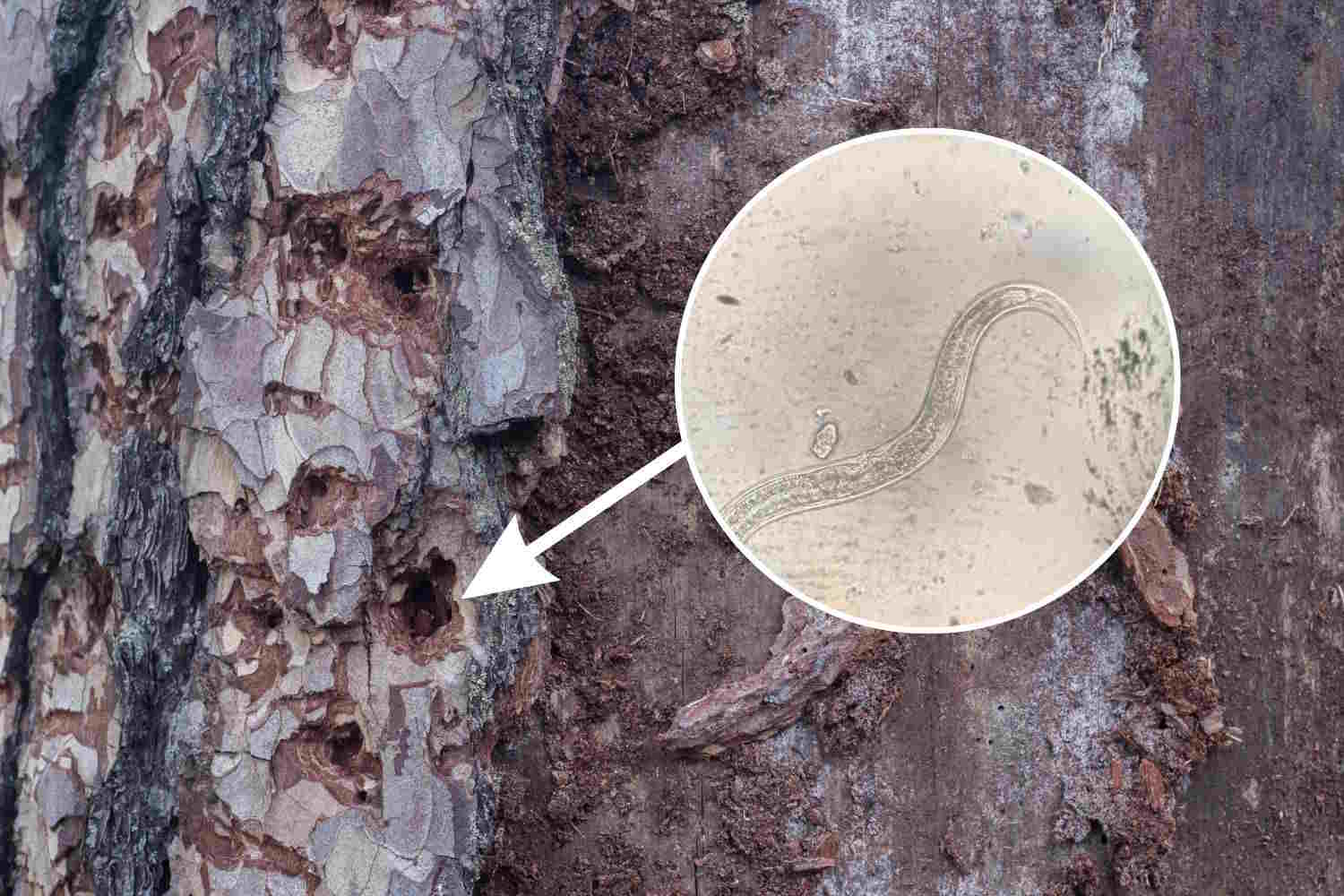nematode del pino - PlantHealth4Life