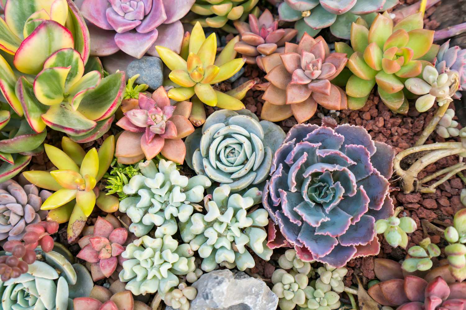 piante succulente