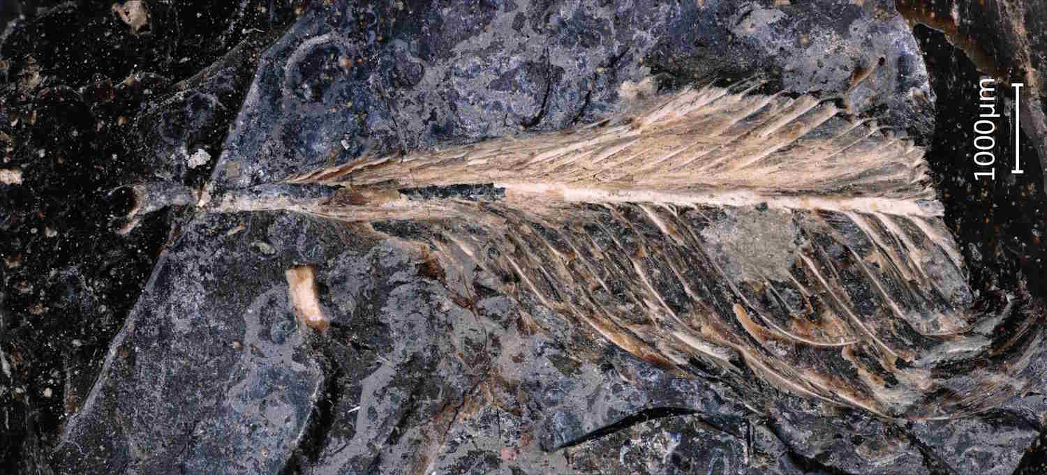 piuma fossilizzata