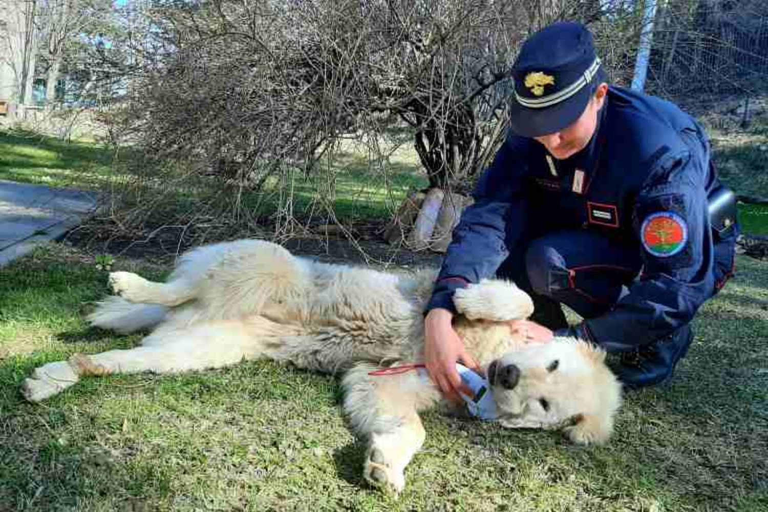 110 Alaskan Malamute salvati da un allevamento abusivo
