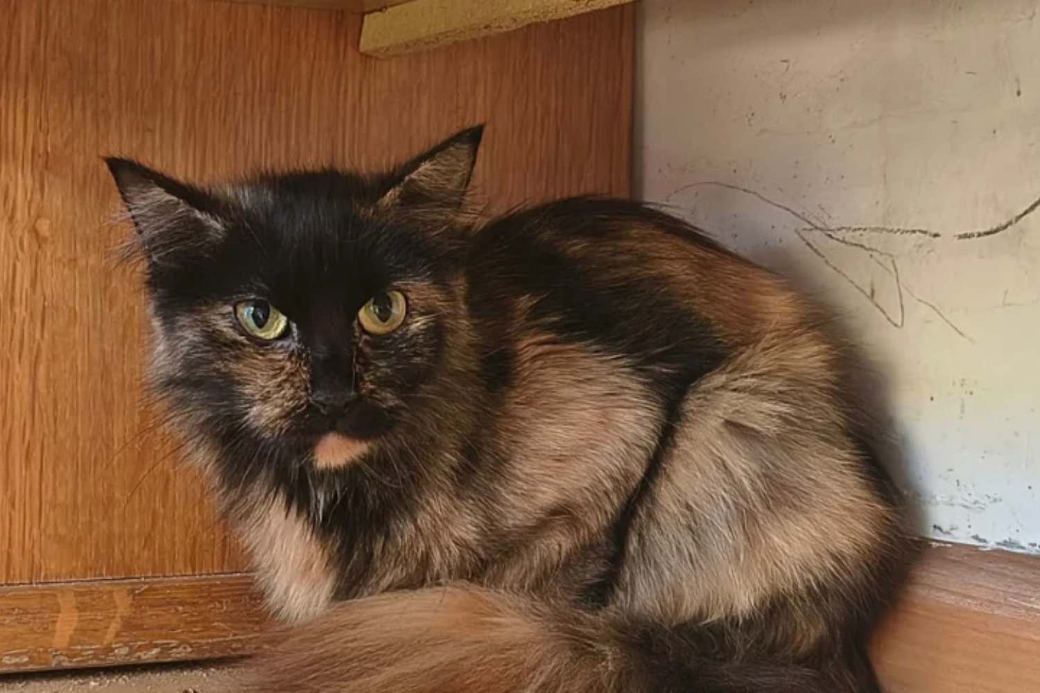 Gatti discarica
