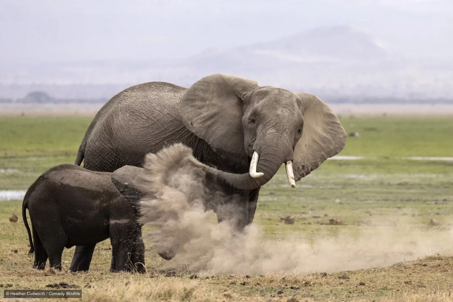 Nikon Comedy Wildlife Awards 2026 2
