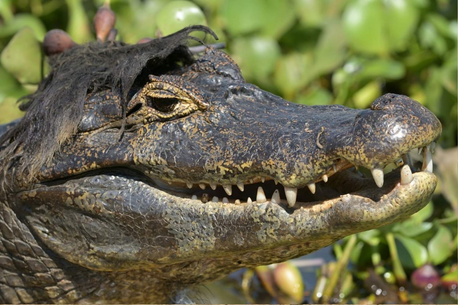 Nikon Comedy Wildlife Awards 2026 3