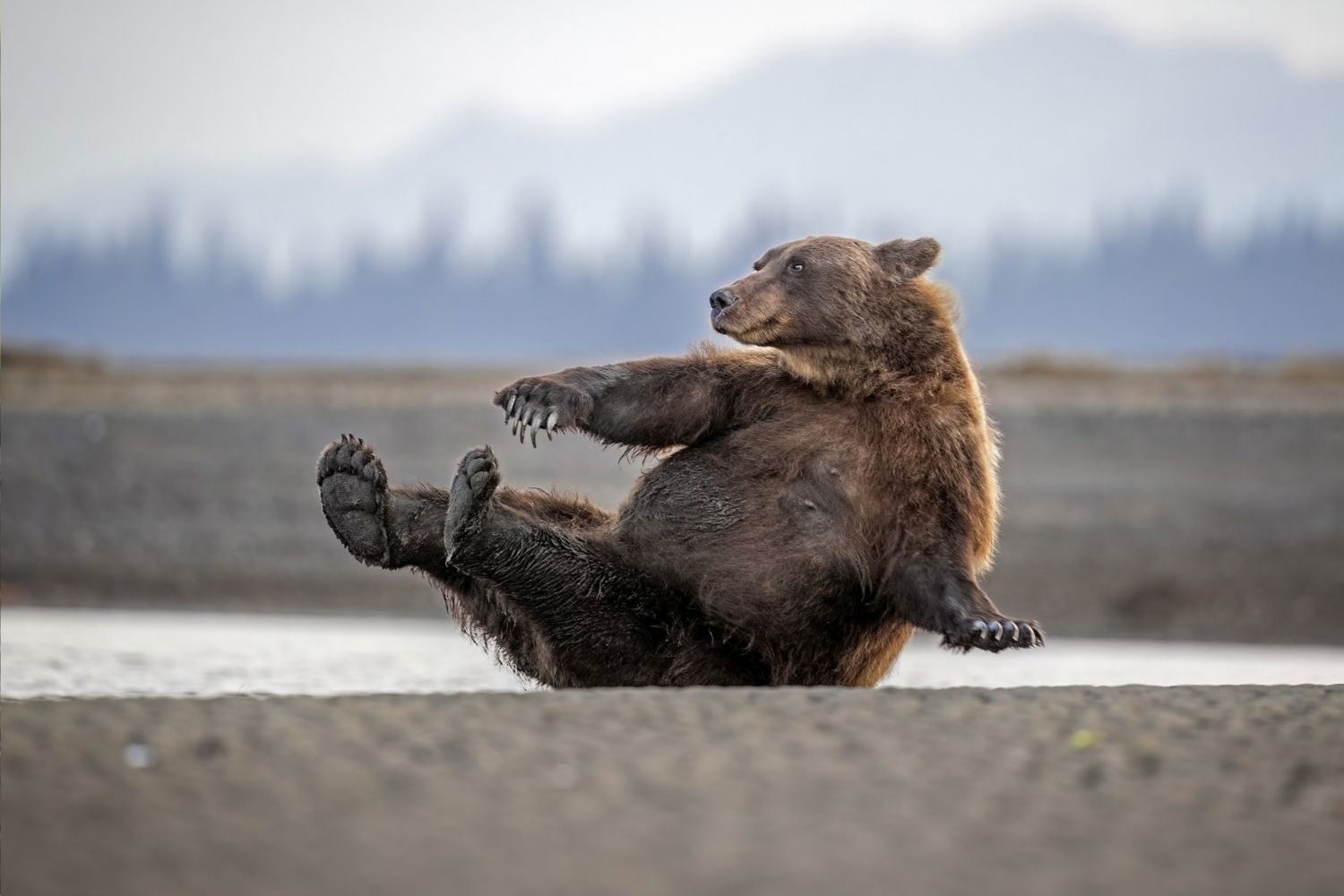 Nikon Comedy Wildlife Awards 2026 4