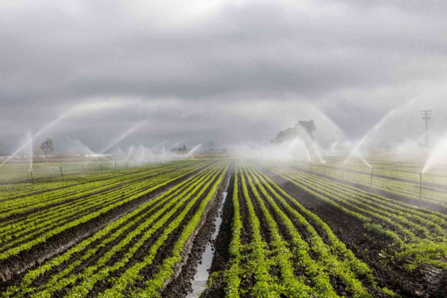 Vista d'insieme di un campo coltivato a file ordinate, bagnato dai getti d'acqua nebulizzata di un sistema d'irrigazione agricolo