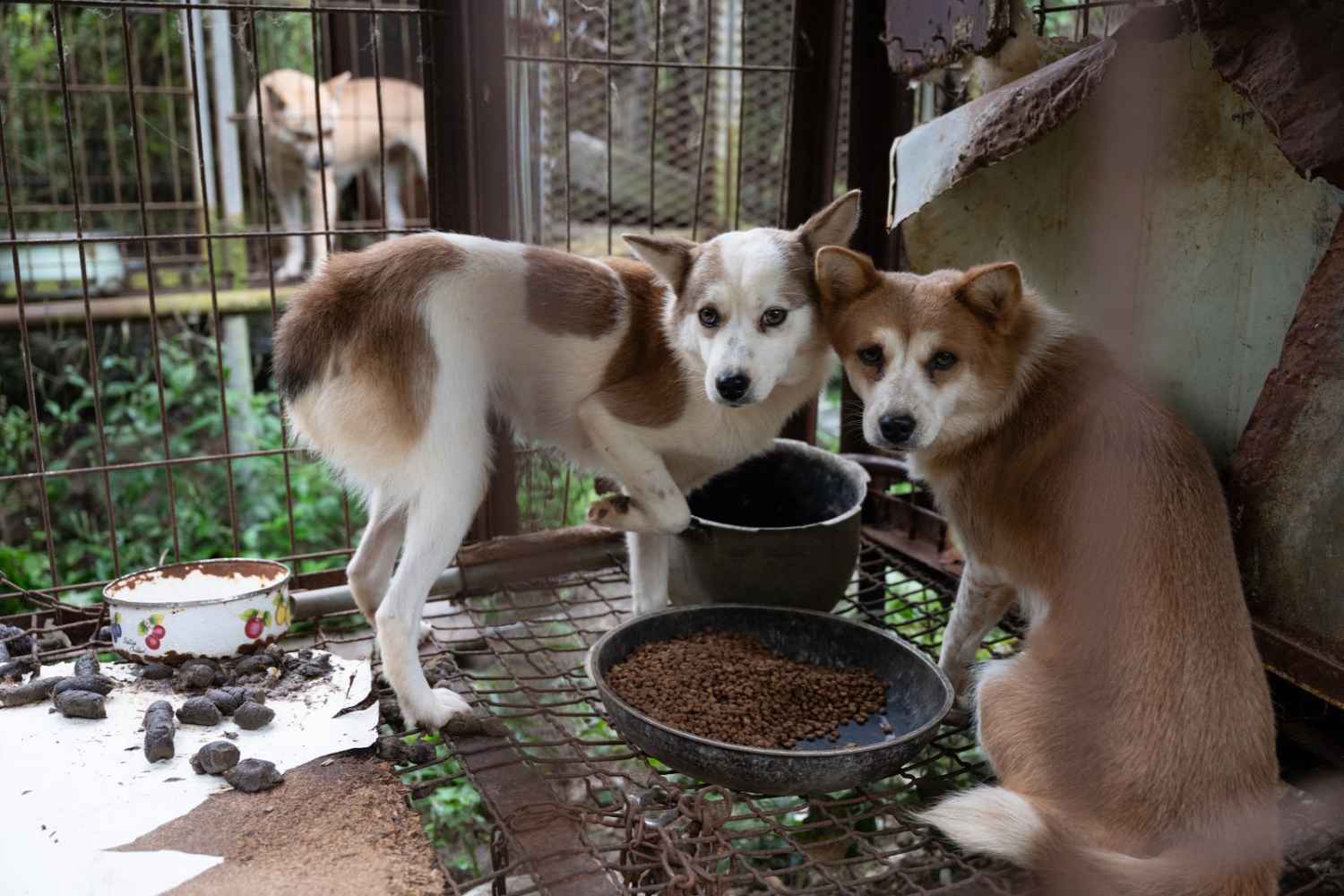 cani salvati corea