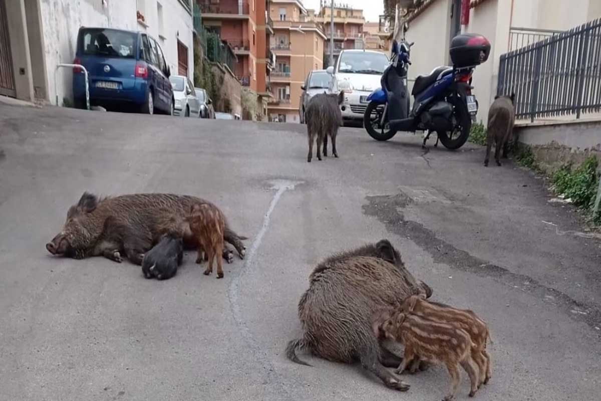 cinghiali roma
