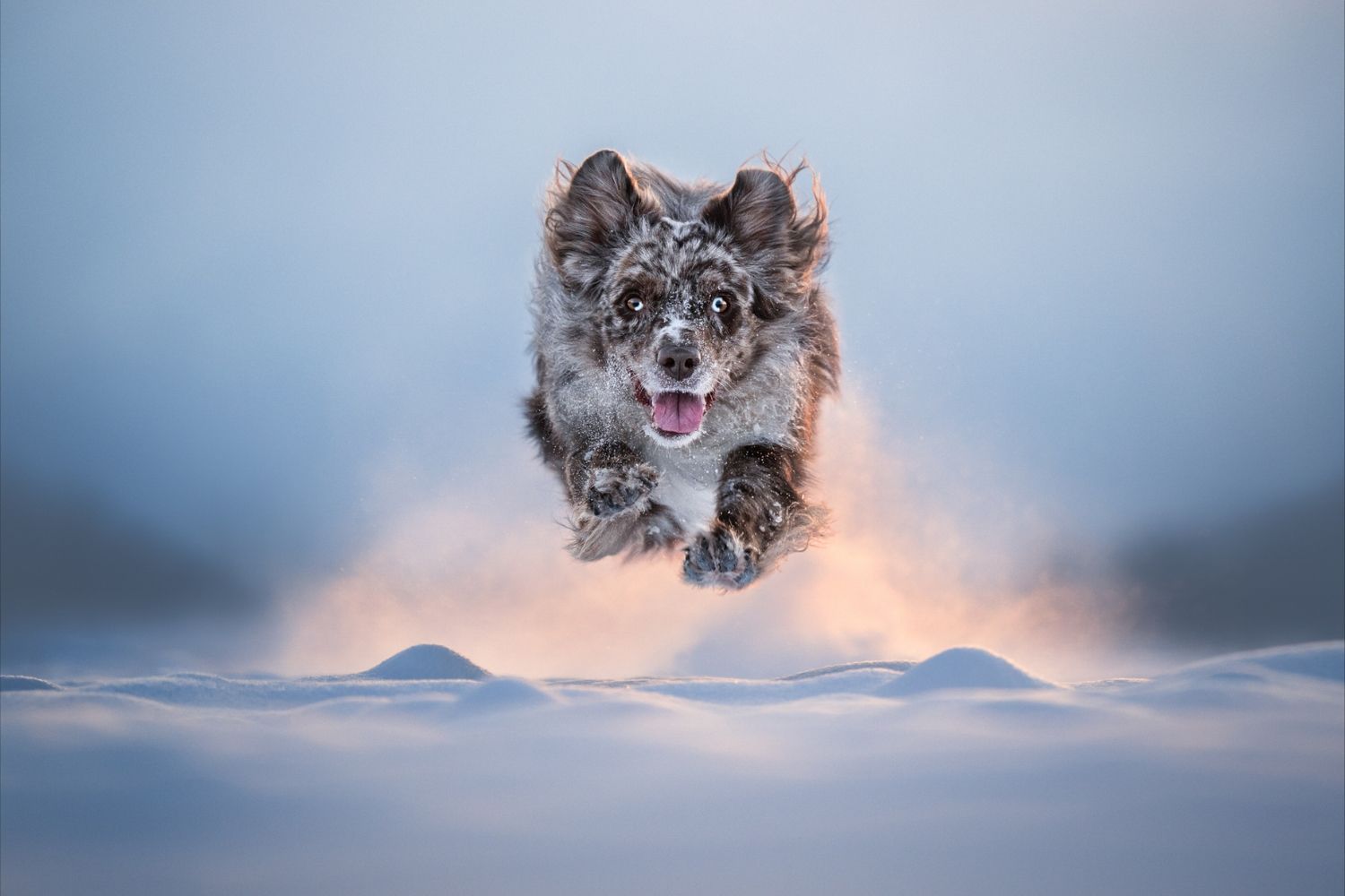 dog of the year 26