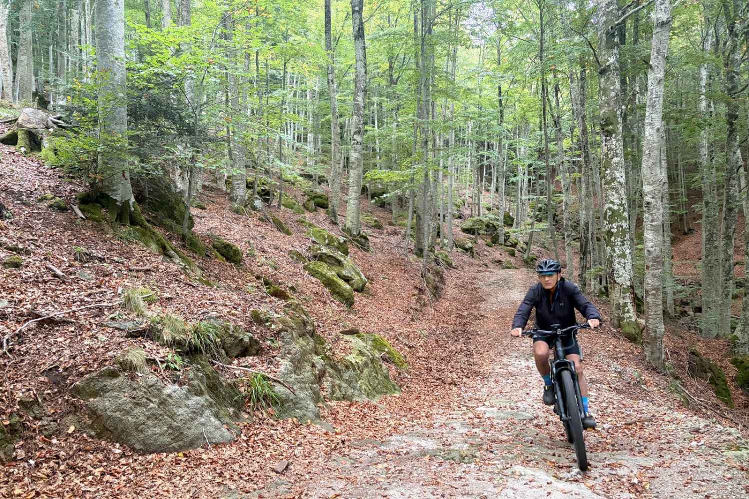 faggeta monte amiata