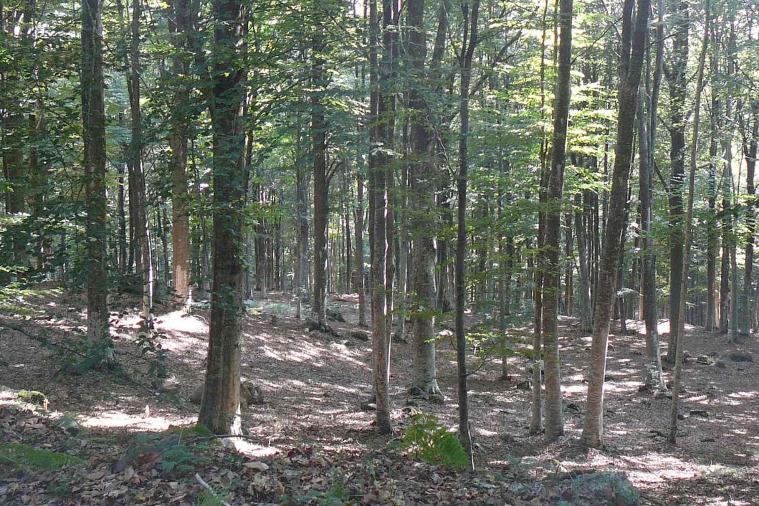 faggeta monte amiata